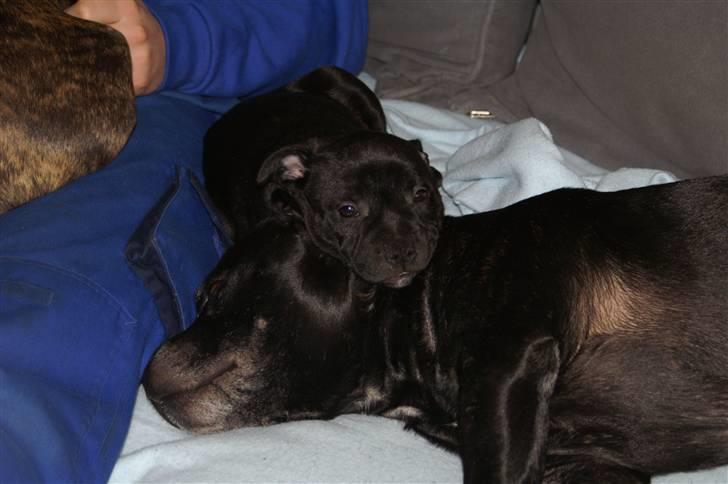 Staffordshire bull terrier Carla billede 9