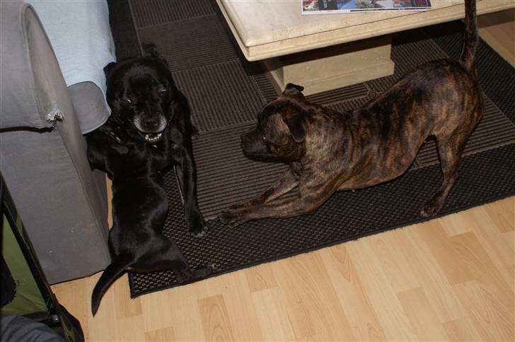 Staffordshire bull terrier Carla billede 10