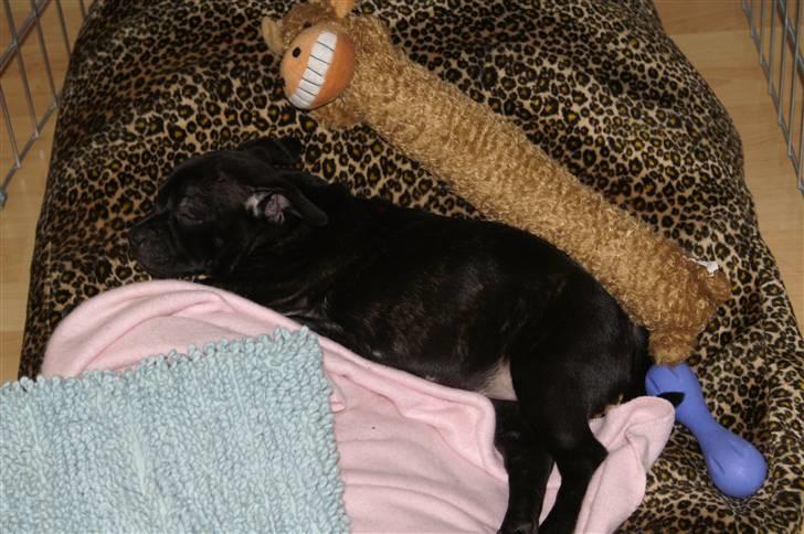 Staffordshire bull terrier Carla billede 11