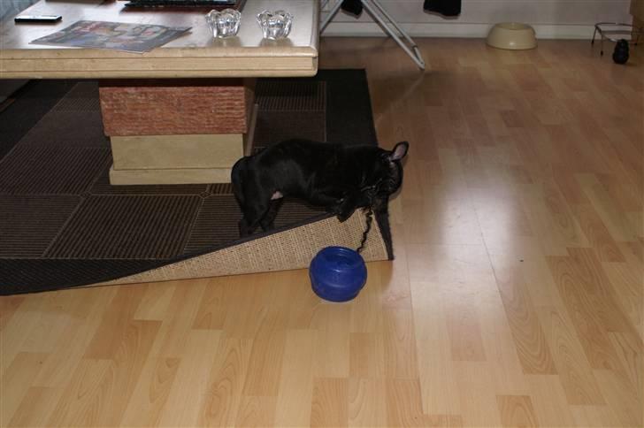 Staffordshire bull terrier Carla billede 12