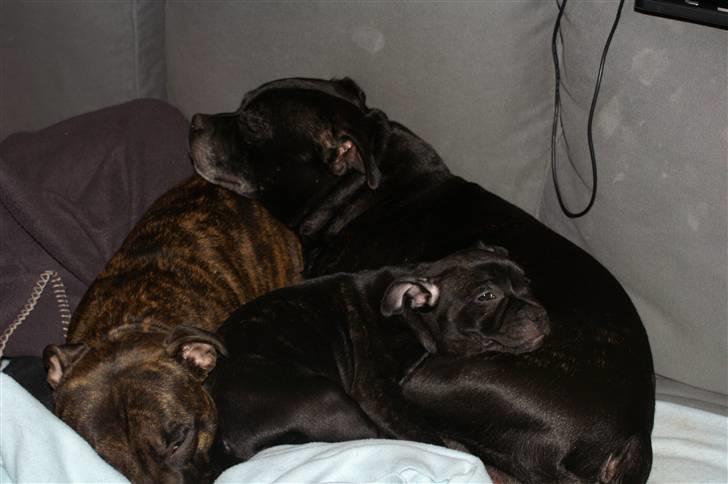 Staffordshire bull terrier Carla billede 13