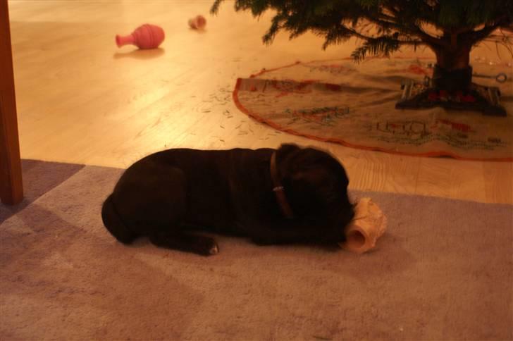 Staffordshire bull terrier Carla billede 14