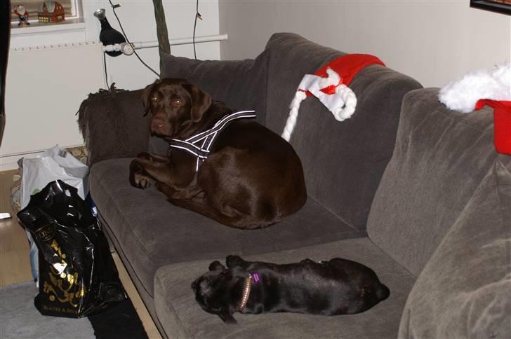 Staffordshire bull terrier Carla billede 15