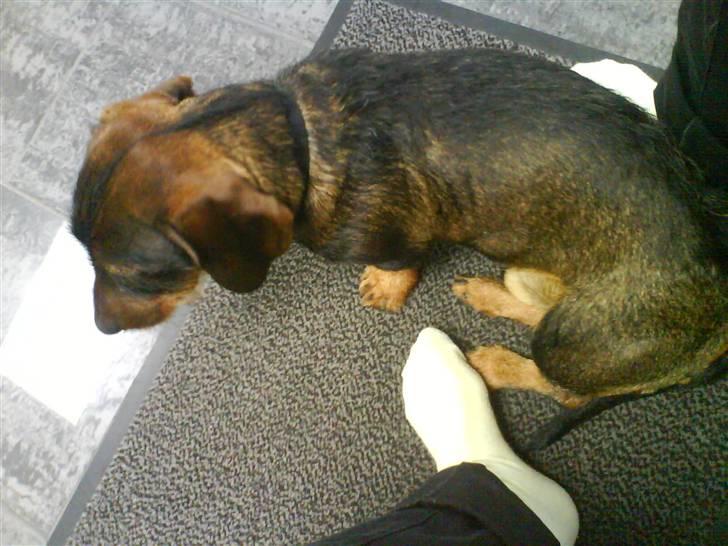 Gravhund Nikki <3 **R.I.P**  :'(  billede 2