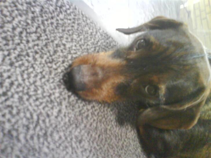 Gravhund Nikki <3 **R.I.P**  :'(  billede 3
