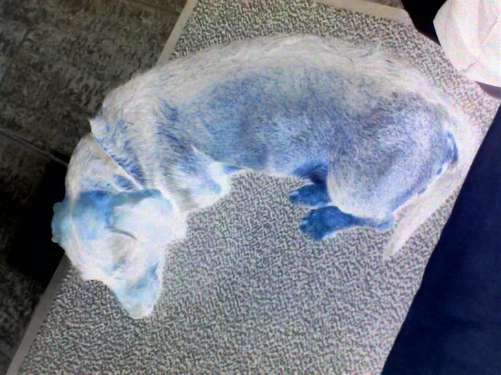 Gravhund Nikki <3 **R.I.P**  :'(  billede 4