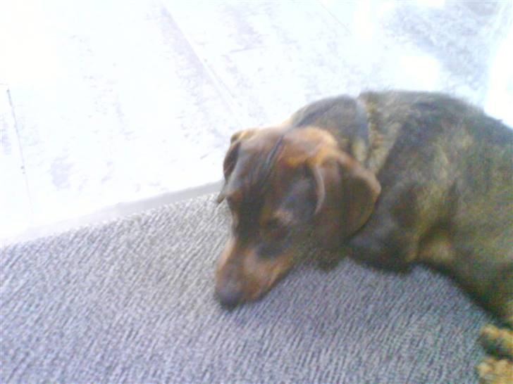 Gravhund Nikki <3 **R.I.P**  :'(  billede 5