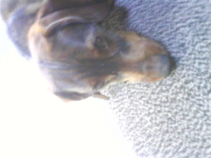 Gravhund Nikki <3 **R.I.P**  :'(  billede 6