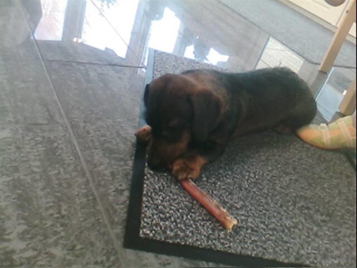 Gravhund Nikki <3 **R.I.P**  :'(  billede 7