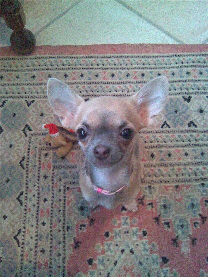 Chihuahua Lilo billede 4