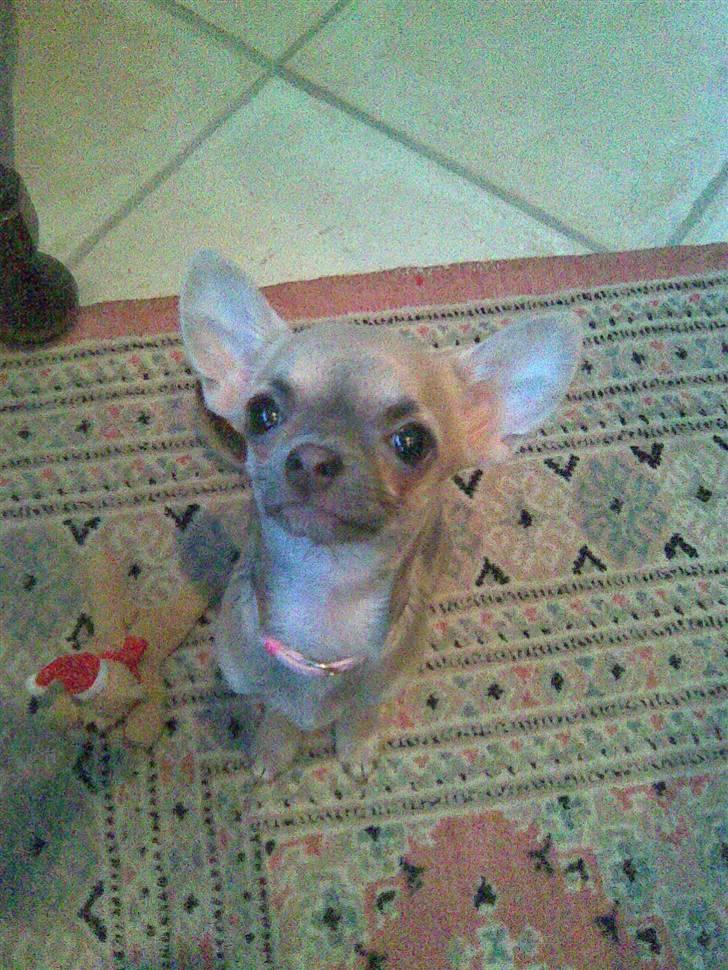 Chihuahua Lilo billede 5