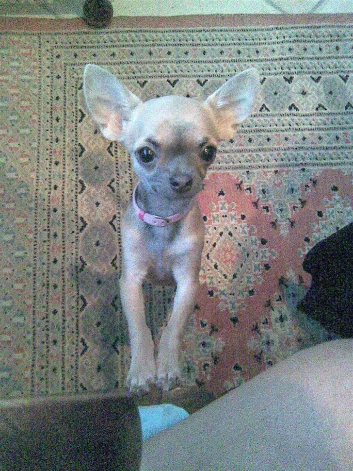 Chihuahua Lilo billede 6