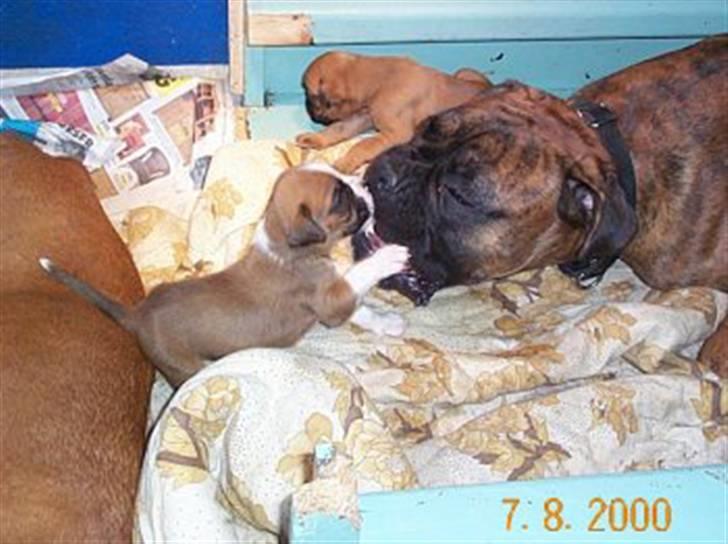 Boxer Rieckhol's Desto R.I.P.  billede 13