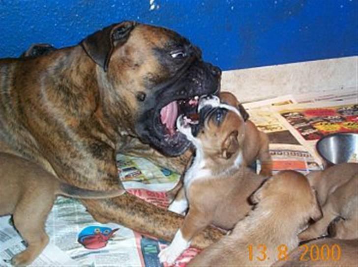Boxer Rieckhol's Desto R.I.P.  billede 14