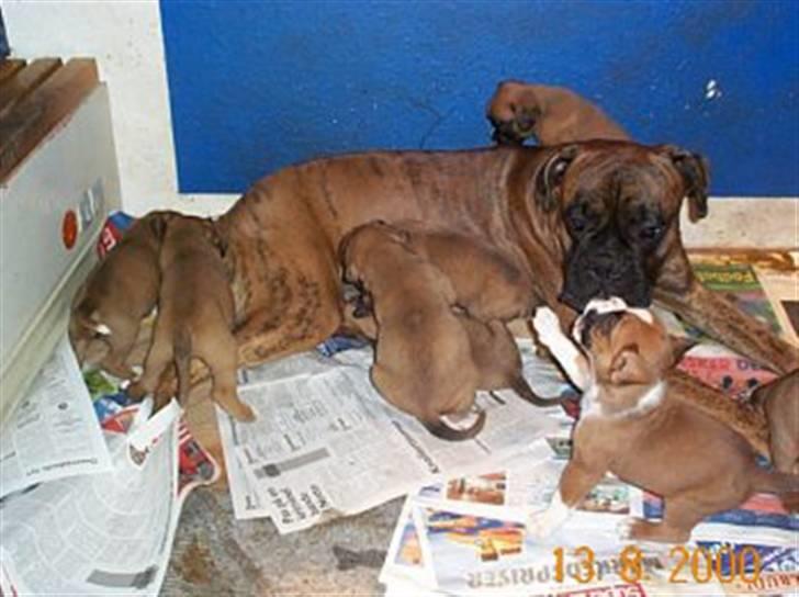 Boxer Rieckhol's Desto R.I.P.  billede 15