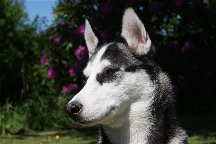 Siberian husky Sasha billede 1