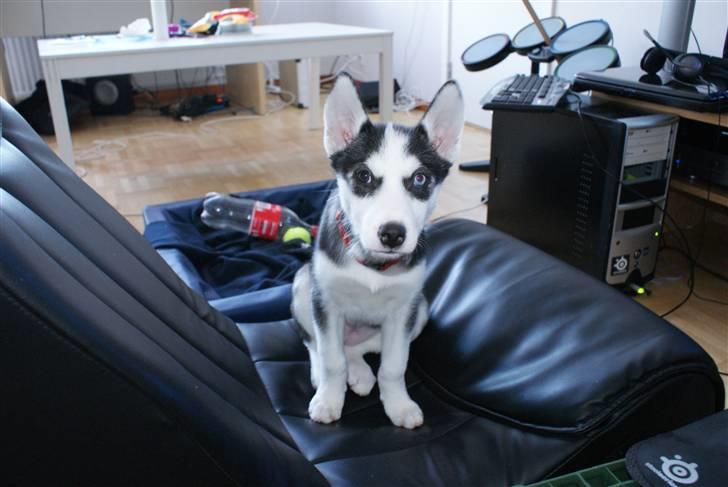 Siberian husky Sasha billede 2