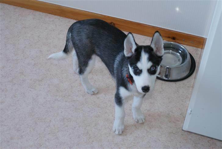 Siberian husky Sasha - Er der ikke noget spiseligt.?  billede 3