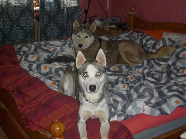 Siberian husky Sasha - Her er Sasha´s forældre. far ligger bagerst og mor ligger forest. billede 4