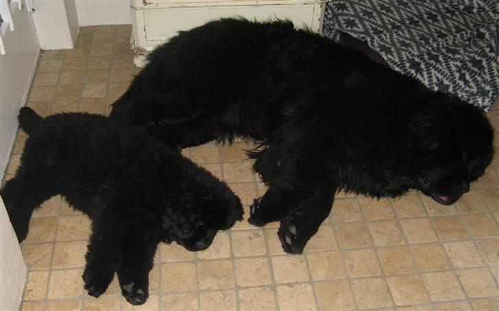 Newfoundlænder Hannibal (Cannon Bear's) - Hannibal og Ferdinand 23.12.2008 billede 11