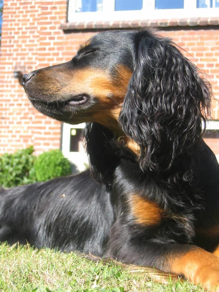 Field Trial spaniel Kenzo billede 16