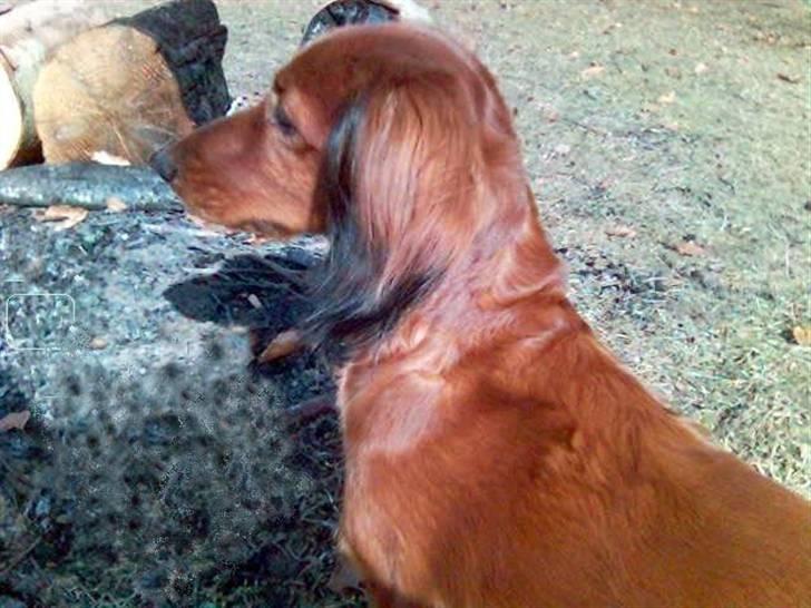 Gravhund Horsholm´s No Tone / Dax billede 1