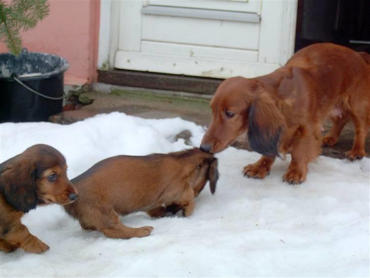 Gravhund Horsholm´s No Tone / Dax billede 2