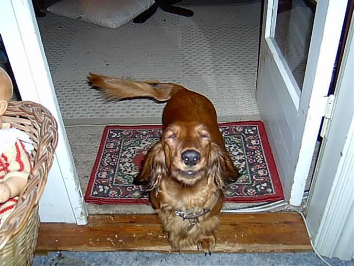 Gravhund Horsholm´s No Tone / Dax billede 3