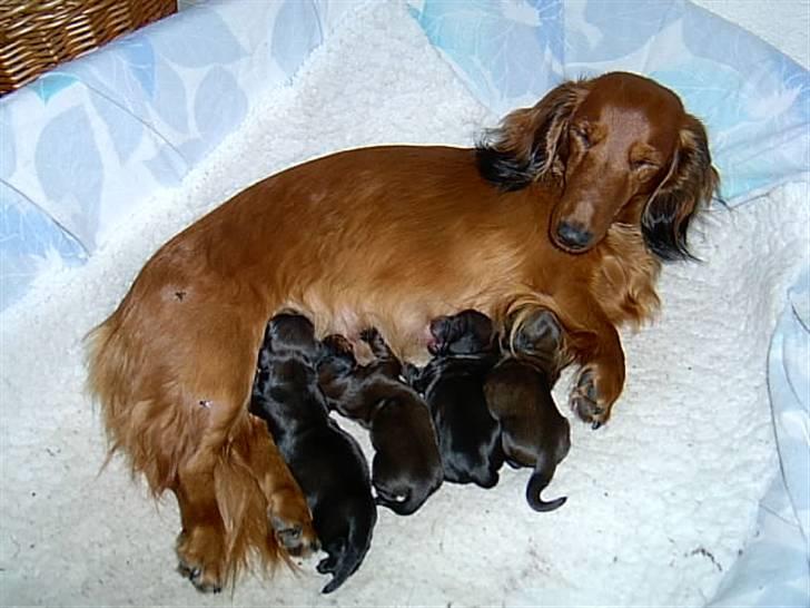 Gravhund Horsholm´s No Tone / Dax billede 4