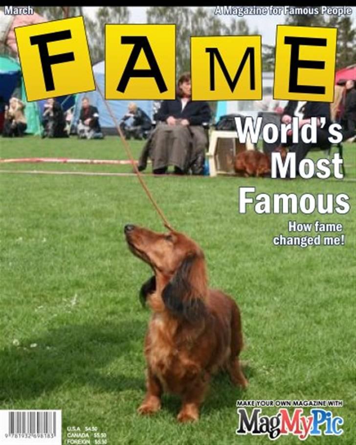 Gravhund Horsholm´s No Tone / Dax billede 5