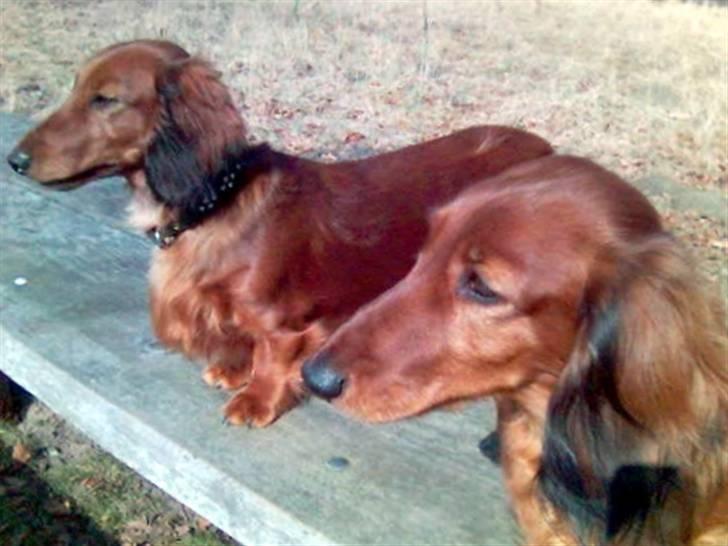 Gravhund Horsholm´s No Tone / Dax billede 6