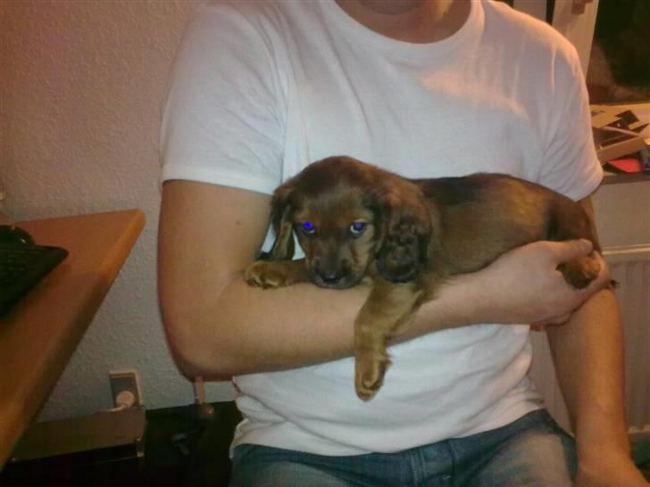 Blanding af racer kiwi - så tag dog  det billed  billede 1