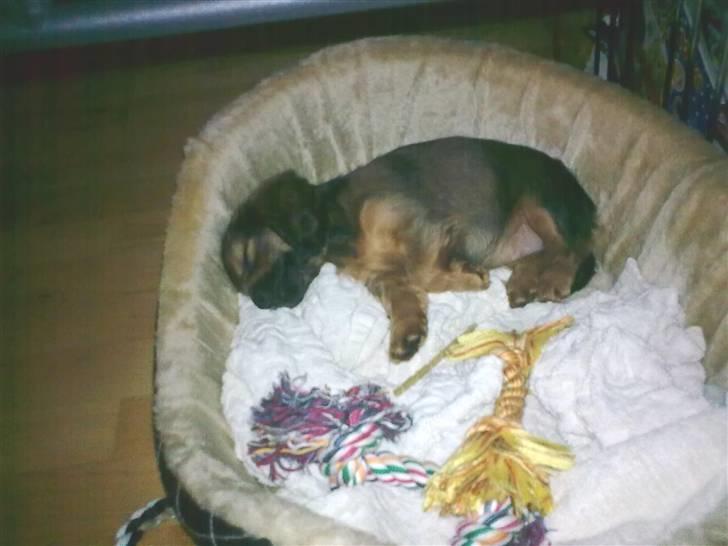 Blanding af racer kiwi - SÅ BLEV HUN ENDLIG TRÆT  billede 2