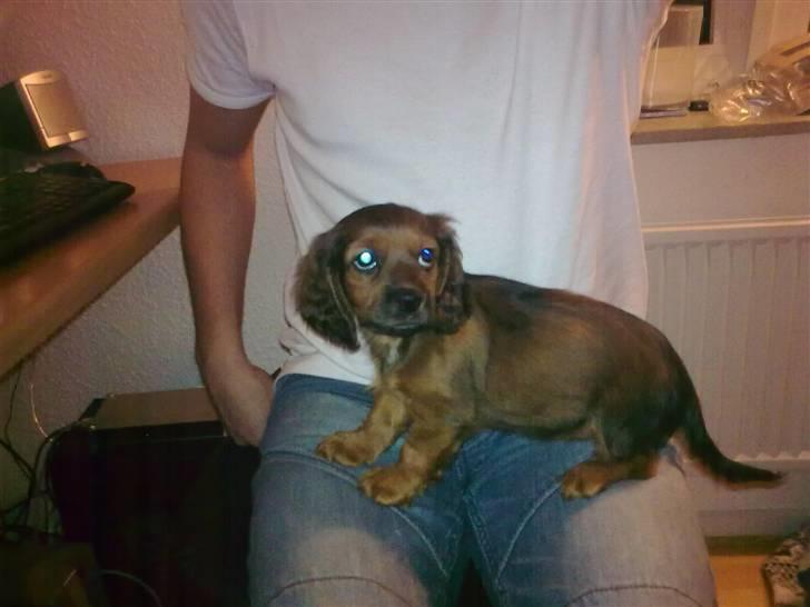 Blanding af racer kiwi - UHA DET ER FARLIGT AT STÅ HER  billede 3