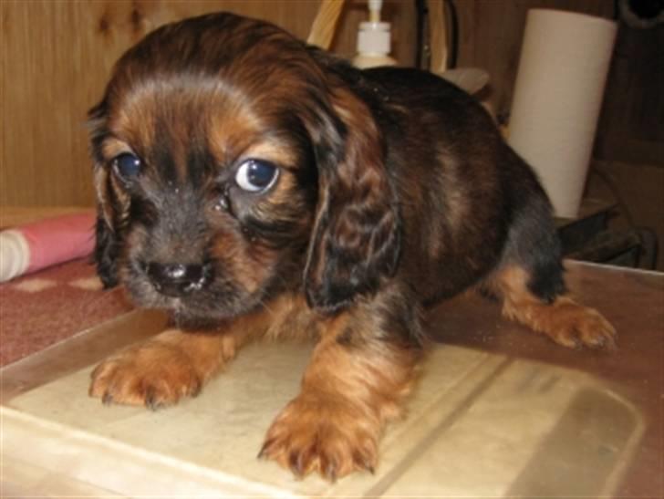 Blanding af racer kiwi - BILLER FRA OPDRÆTTER ...CA 6 UGER GAMMEL  billede 4