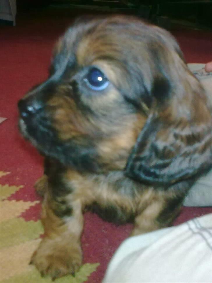 Blanding af racer kiwi - BILLED FRA OPDRÆTTER 6 UGER GAMMEL billede 5