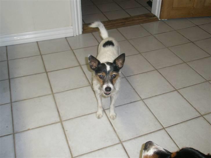 Blanding af racer Trille billede 1