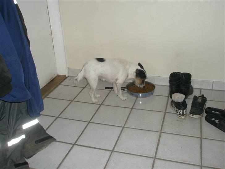 Blanding af racer Trille billede 2