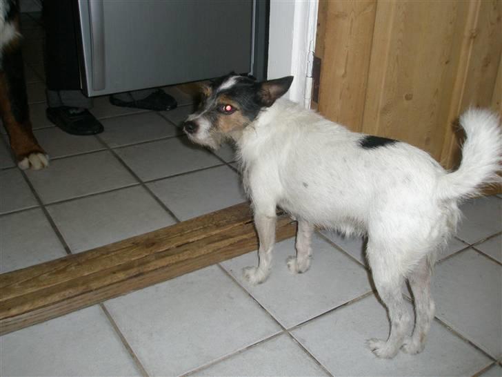 Blanding af racer Trille billede 3