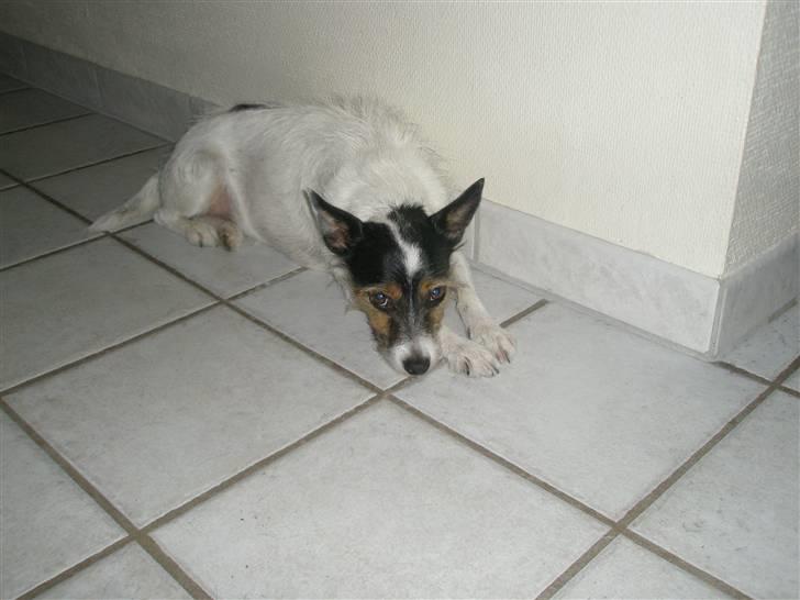 Blanding af racer Trille billede 4