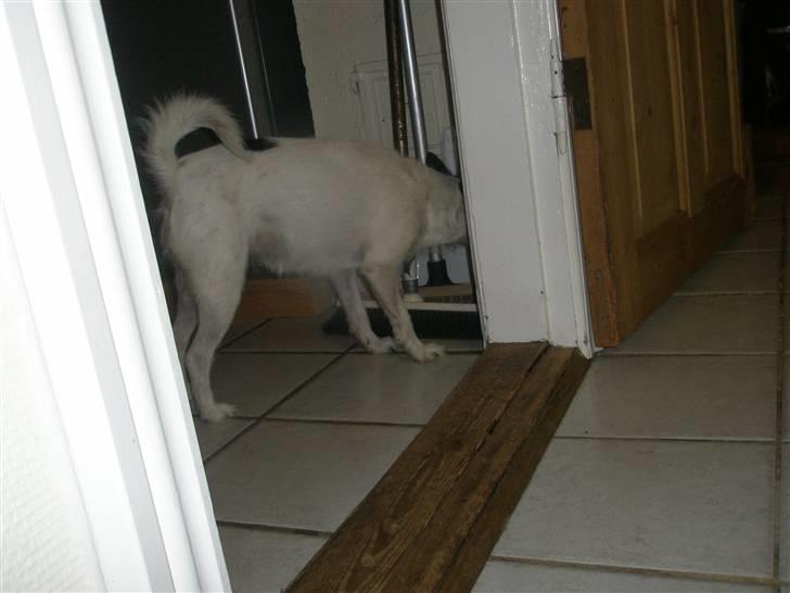 Blanding af racer Trille billede 5