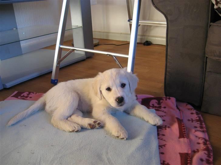 Blanding af racer (labrador/golden) Fie - Jeg hedder Fie og er jeg ikke bare sød billede 1