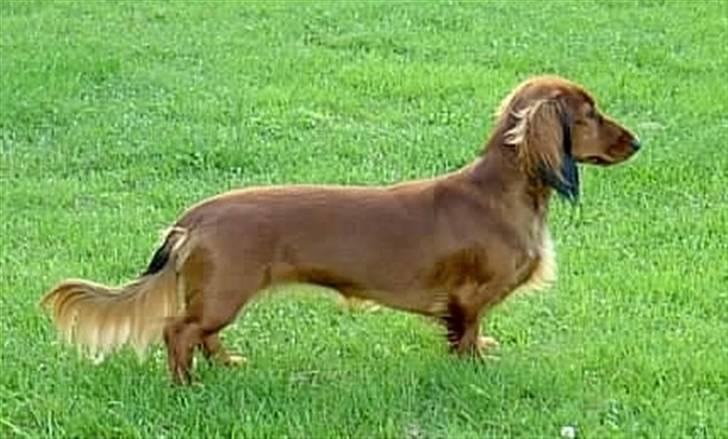 Gravhund Horsholm´s No Tone / Dax billede 7