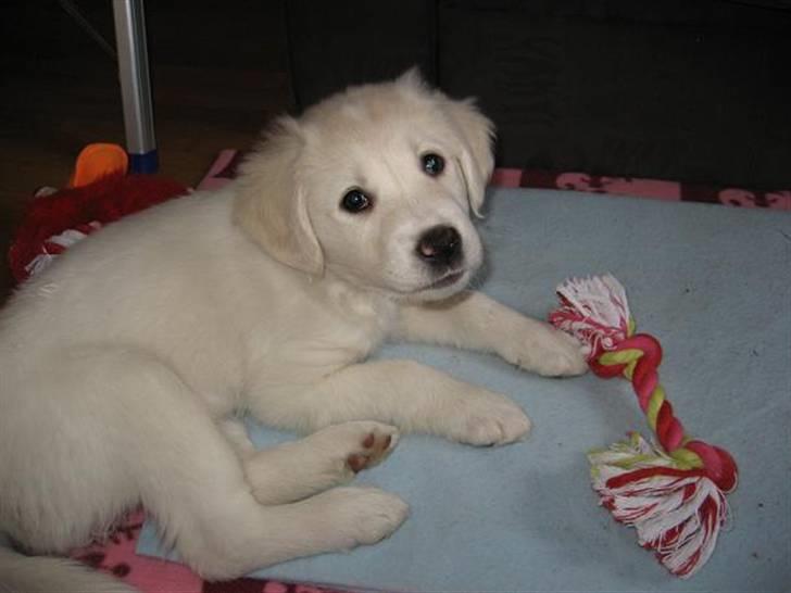 Blanding af racer (labrador/golden) Fie billede 2