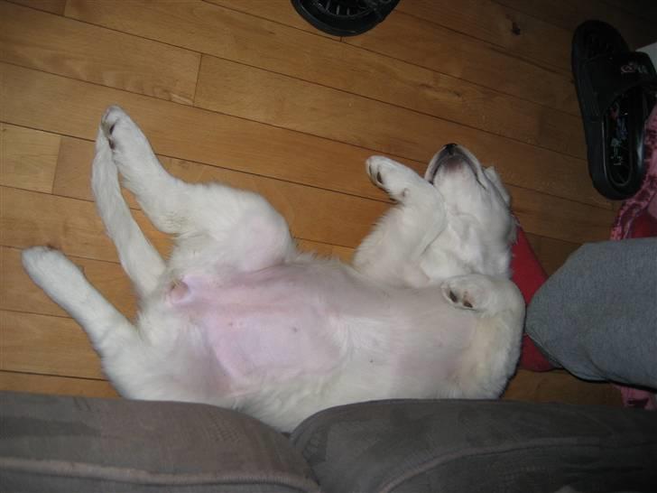 Blanding af racer (labrador/golden) Fie - Ahh sover bare så godt billede 3