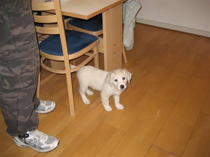Blanding af racer (labrador/golden) Fie - 1. dag hjemme - hvor var jeg bare lille billede 4
