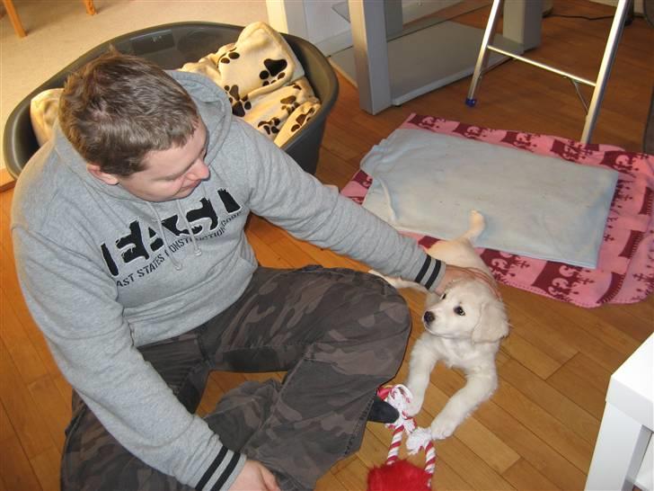 Blanding af racer (labrador/golden) Fie - Snakker lige med far billede 5