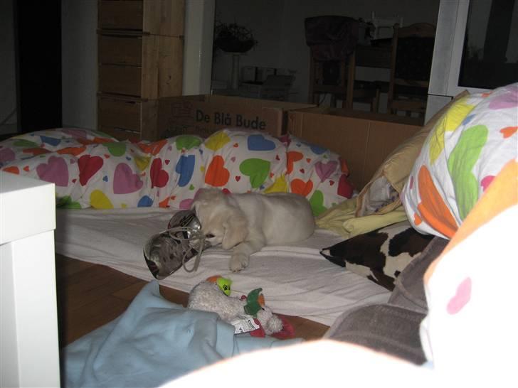 Blanding af racer (labrador/golden) Fie - Fars sko dufter så godt billede 6