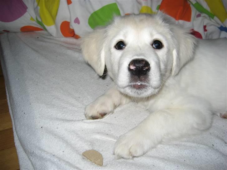 Blanding af racer (labrador/golden) Fie - Hva laver du mor ? Tager du nu billeder af mig igen ? billede 7