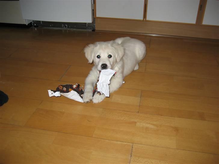 Blanding af racer (labrador/golden) Fie - Jeg fik fat i noget gavepapir billede 8